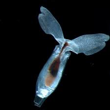 Image result for Pteleopsis barbosae