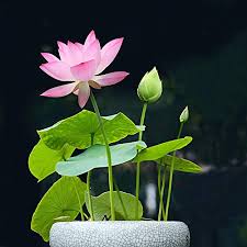 Maybe you would like to learn more about one of these? Amazon Com Water Hyacinths Floating Water Garden Plants 5 Live Plants Patio Lawn Garden