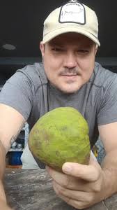 #frutos #fruta #chirimoya #colombia🇨🇴 #anon #tropical #fruit #fruits