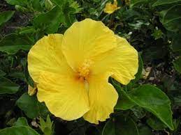 Hibiscus Fiji Gold Hibiscus Plant Hibiscus Plant Collection