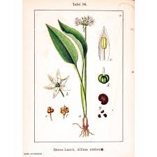 Image result for Allium ursinum