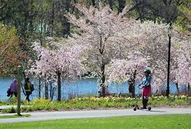 The classical flowers of the okame flowering cherry tree begin blooming in february, and open as single pink petals, and continue to show their color until late in the fall. Must See Cherry Blossoms In New Jersey S Branch Brook Park Mommypoppins Things To Do In New Jersey With Kids