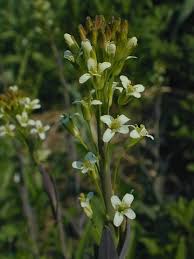 Image result for Turritis glabra