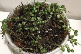 Image result for Xyris obscura