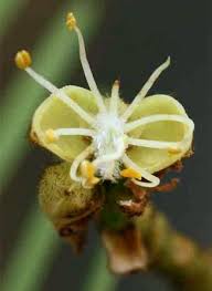 Image result for Brachystegia boehmii