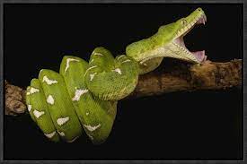East Urban Home Emerald Tree Boa Showing Independent Mobility Of Four Jaws Picture Frame Photograph On Canvas Wayfair