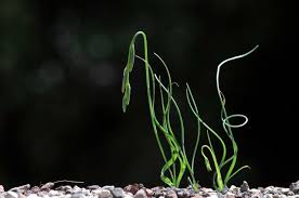 Image result for Dipcadi vaginatum