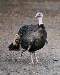 While wild turkeys only have one close relative, the. 8 925 Wild Turkey Bird Photos Free Royalty Free Stock Photos From Dreamstime
