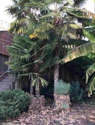 Ausgepflanzte Palmen In Frankfurt Am Main Pflanzen Bestellen Exotische Pflanzen Frankfurt Am Main