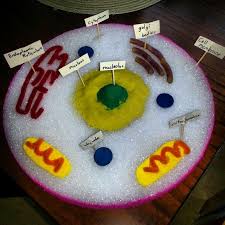 However, thanks to the internet, we were able to get some great ideas for making edible plant cell projects and it turns out, there really wasn't anything to get. Plant Cell Parts Pinterest Novocom Top