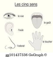 Eps Illustration Five Senses Sensory Organs German Chart