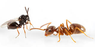 Image result for Triumfetta welwitschii