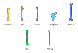 Le poids du squelette humain est d'environ 17kg en moyenne. Les Os Organes Rigides Maxicours