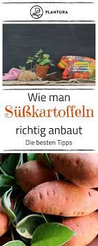 Susskartoffeln Anbauen Die Leckere Knolle Wird Immer Beliebter Wir Zeiegen Euch Wie Ihr Susskartof Susskartoffeln Anbauen Susskartoffeln Pflanzen Gemuse Anbauen