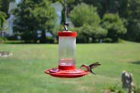 A few things to remember when feeding hummingbirds: Hummingbird Feeders Where To Buy When To Hang