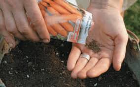 More images for how to plant carrots in a pot » Growing Carrots In Containers A How To Growing Guide Urbanorganicyield Com