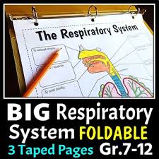 School's out for summer, so keep kids of all ages busy with summer coloring sheets. Respiratory System Coloring Worksheets Teaching Resources Tpt