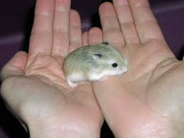 Digestive upset usually goes along with some type of infection of the digestive tract. How To Train Your Hamster To Let You Hold Him Pethelpful