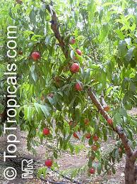 Image result for Prunus persica
