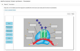 Bioflix Activity Protein Synthesis Rna Processing 30 Drag The Labels Onto The Diagram To Identify The Structures Or Steps In Protein Synthesis Wiring Diagram List