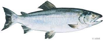 Northwest Keta Is A Salmon For All Reasons Oregonlive Com