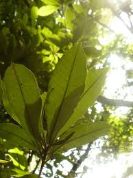 Image result for Englerophytum rwandense