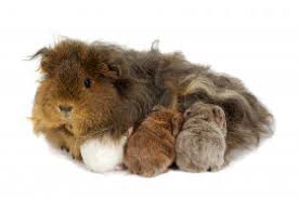 Babi, bab1, guinea, fakhrul, guineaname, new guinea, kodok bancet, fijiworld kgm. Are Guinea Pigs Really Pigs Wonderopolis
