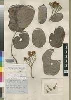 Image result for Maranthes floribunda