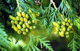 Trees usually respond well to a few fungicide applications. Thuja Occidentalis Wikipedia