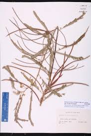 Image result for Sesbania sericea