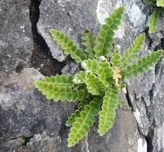 Image result for Asplenium uschiae