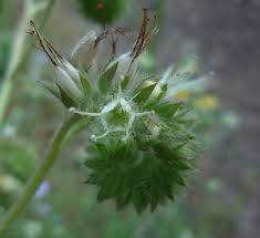 Image result for Lactuca imbricata