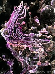 Golgi Apparatus Of Eukaryotic Cells Functions In Protein Synthesis I Loved My Molecular Biology Class And Microscopic Photography Cell Biology Science Photos