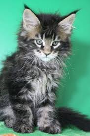Nous voilà donc de retour avec un petit élevage familial de maine coon de la plus grande qualité. Epingle Sur Maine Coon