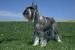 Schnauzer Giant