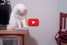 Cat Pushes Everything Off Table Cute Funny Animals Pet Supplies Animals Wild