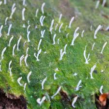 Image result for Multiclavula mucida