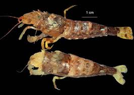 Image result for Scleria gracillima