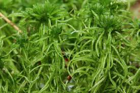 Image result for Thesium fimbriatum