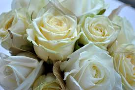 Purple columbine ~ i love all my columbine and have been spreading the seed round the house. Cream Avalanche Roses Cream Wedding Cream Wedding Flowers Laurel Wedding