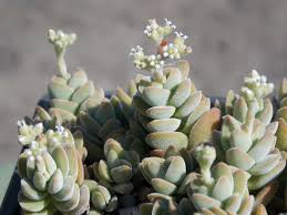Image result for Crassula alsinoides