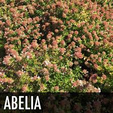 Maybe you would like to learn more about one of these? Plants For Dallas Your Source For The Best Landscape Plant Information For The Dallas Ft Worth Metroplex The Best Landscape Shrubs For Dallas Texas
