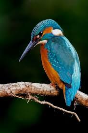 Birds Of A Feather 2 Choosing Plants To Entice Birds And Butterflies To Your Yard Birds Kingfisher Bird Kingfisher