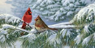 Winter Cardinals In The Snow F Birds Animals Background Wallpapers On Desktop Nexus Image 2155085 Hand painted winter card with bird, fir branch and cones isolated. winter cardinals in the snow f birds