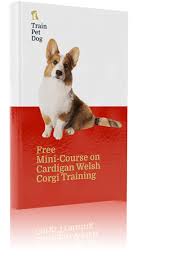 And there's nothing wrong with mixed breed dogs! Cardigan Welsh Corgi Training Course On Cardigan Welsh Corgi