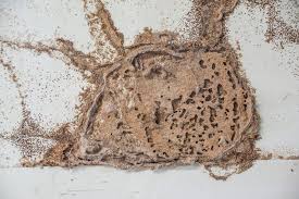 General pest services 100% guaranteed. Termites Clarksville Tn Cato S Exterminating Co