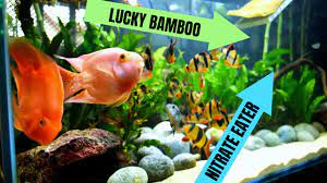 Maybe you would like to learn more about one of these? Growing Lucky Bamboo In Aquarium Youtube