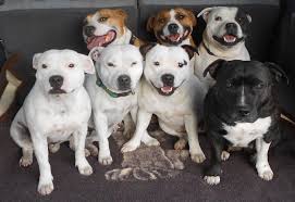 Check spelling or type a new query. Rockstaff Kennels Home