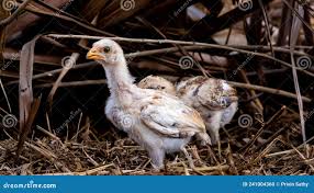 Nattu Stock Photos - Free & Royalty-Free Stock Photos from Dreamstime