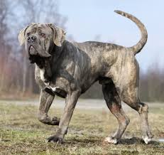 After the roman empire fell, the cane corso worked as a farmhand, flock guardian, property guardian, family guardian and hunting dog (particularly of big and dangerous game like wild boar). Cane Corso Italiano Combibreed Dna Tests Fur Ihren Hund